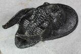 Scotoharpes Trilobite - Boudib, Morocco #107696-5